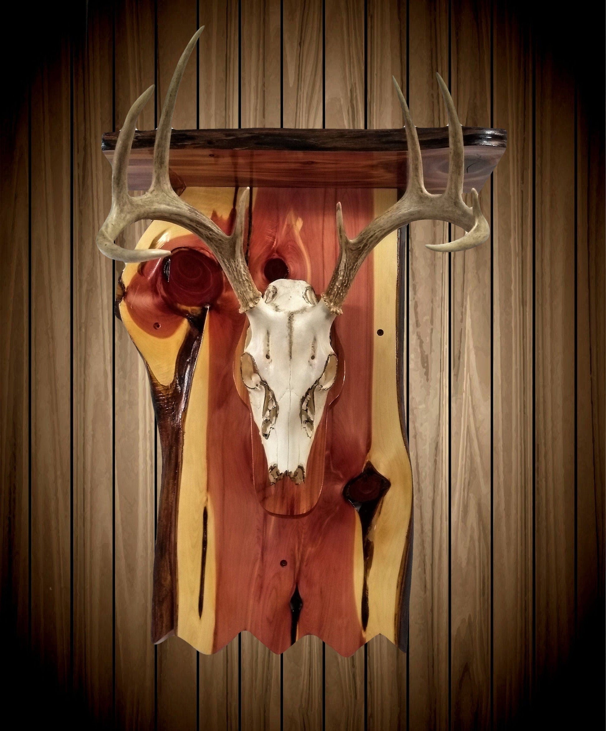 walkerwoodgifts Display Shelf with European Deer Skull and Horns