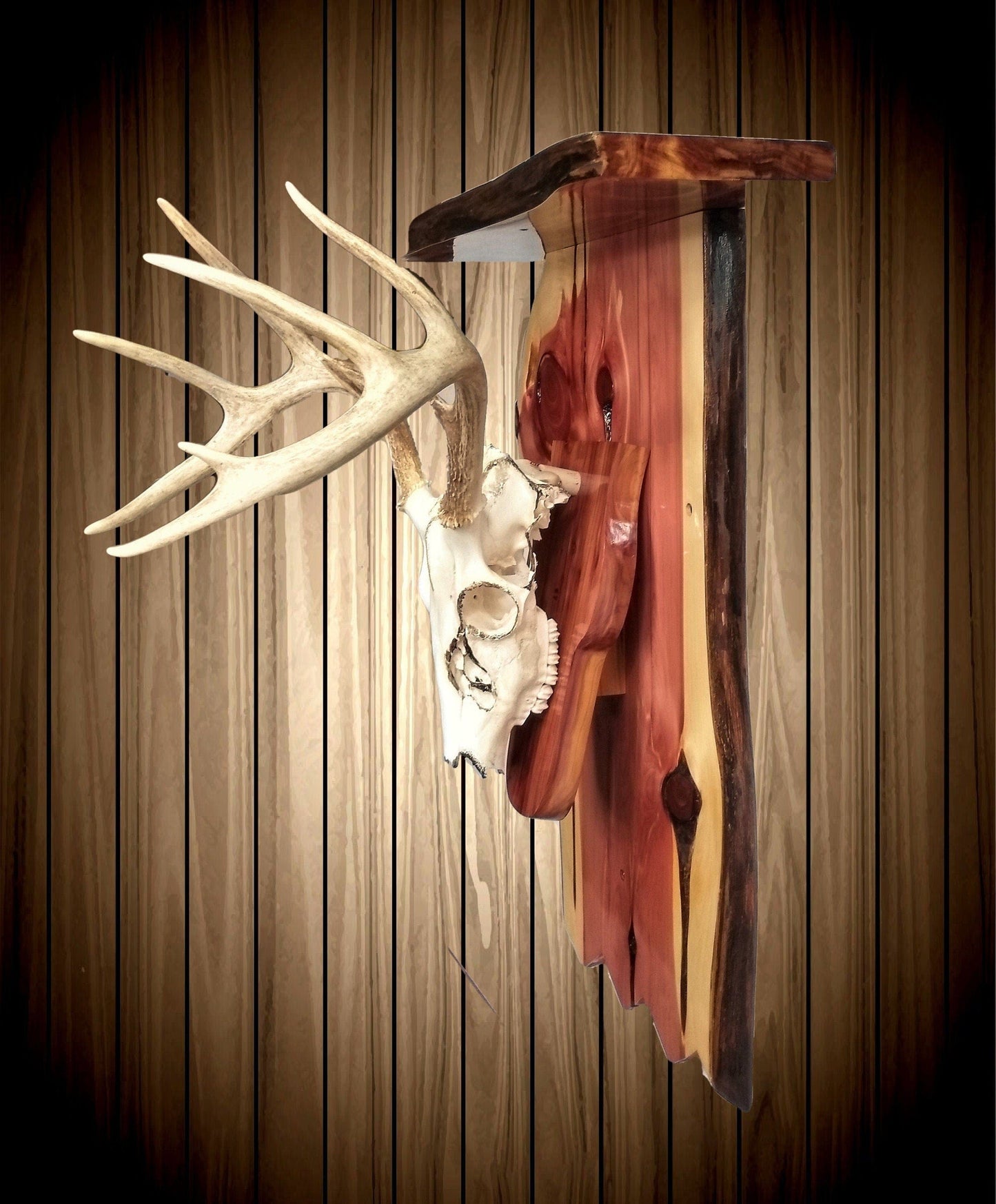 walkerwoodgifts Display Shelf with European Deer Skull and Horns